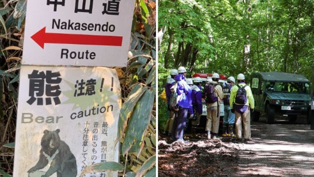 תקיפת דוב ביפן