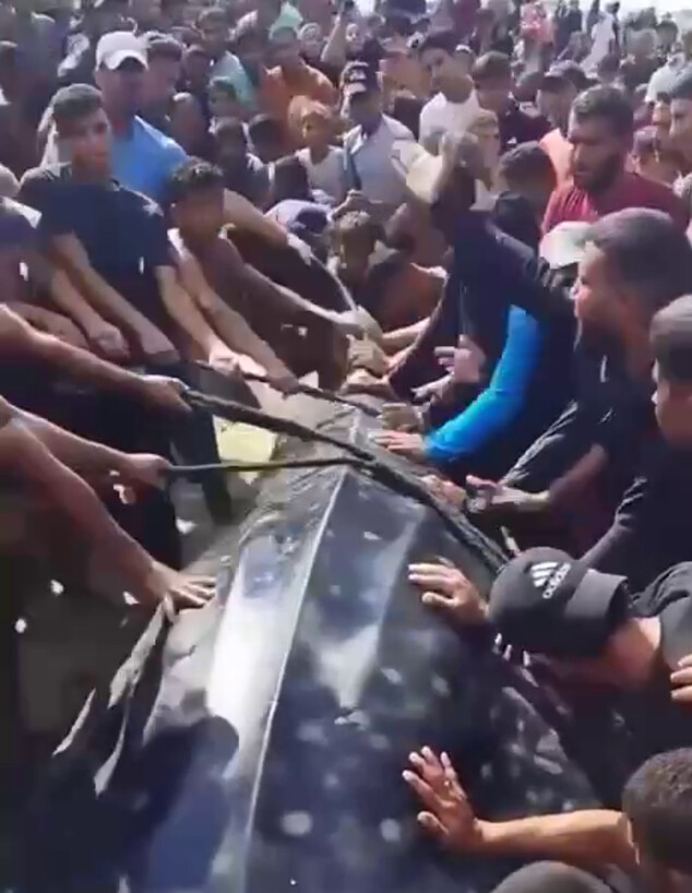 עזתים צדו כריש 