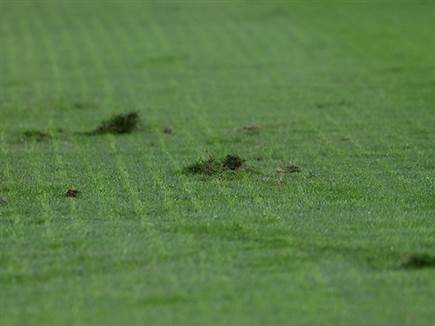 הדשא אכן הפריע (צילום: ברני ארדוב)