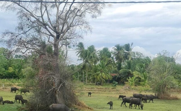 סרי לנקה - נוגה - סמסונג