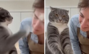 סרטון החתול ב-AI (צילום: @jeguasa)