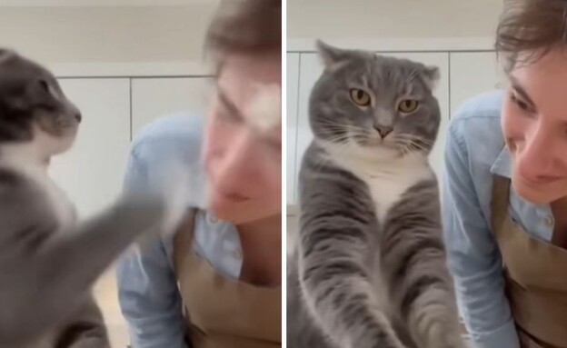 סרטון החתול ב-AI (צילום: @jeguasa)