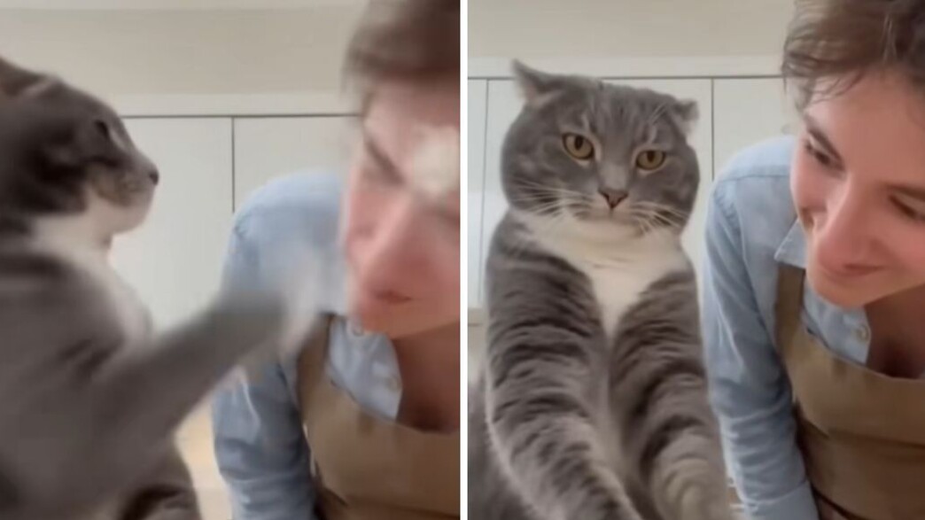 סרטון החתול ב-AI סרטון החתול ב-AI