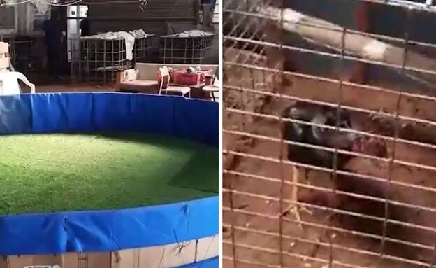 זירת קרבות התרנגולים