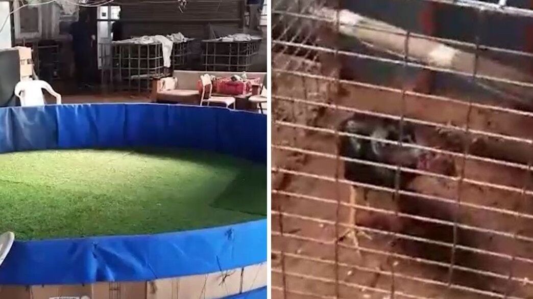 זירת קרבות התרנגולים זירת קרבות התרנגולים