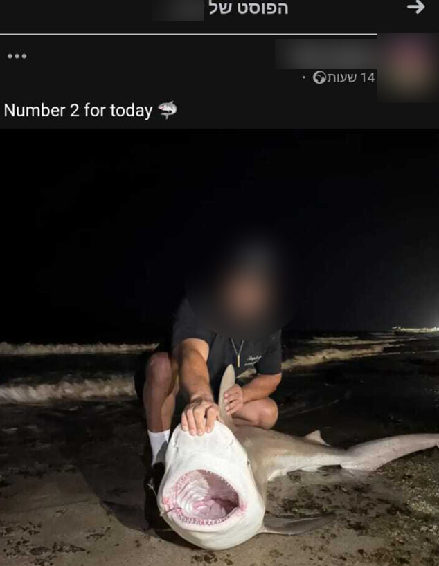 צדים כרישים בחוף בנהריה צדים כרישים בחוף בנהריה