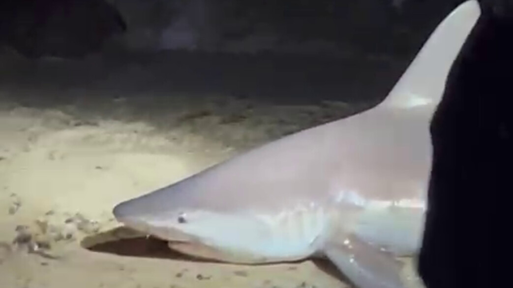 צדים כרישים בחוף בנהריה צדים כרישים בחוף בנהריה