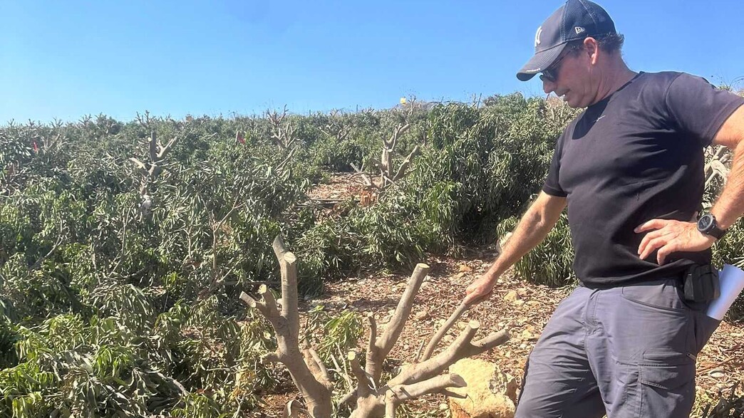 דוד גרינברג ומטע עצי הליצ'י הכרותים דוד גרינברג ומטע עצי הליצ'י הכרותים