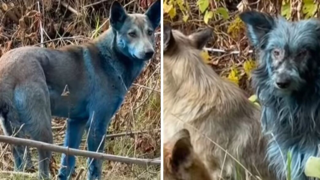 הכלבים באזור צ'רנוביל שהכחילו הכלבים באזור צ'רנוביל שהכחילו