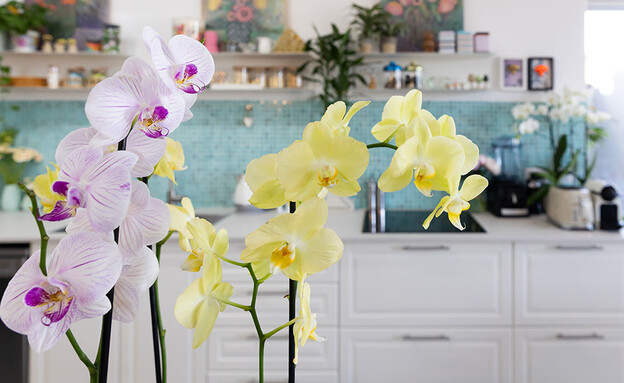 בית למפונים, עיצוב אורית שרמן נהרי בית למפונים, עיצוב אורית שרמן נהרי