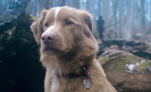 "כלב טוב" (צילום: גולם פילמס, מתוך הסרט)