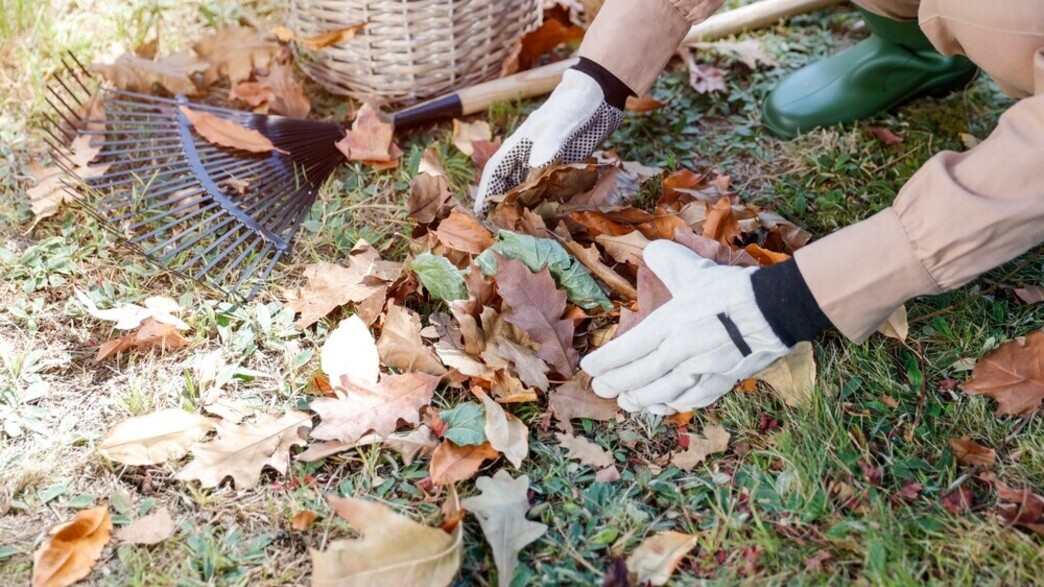 לגרף עלי שלכת לגרף עלי שלכת