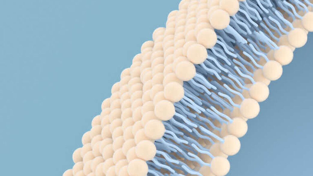 סקויה סקויה