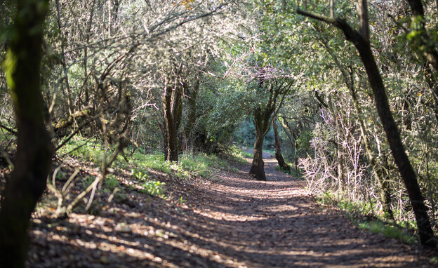שביל הפסגה שביל הפסגה