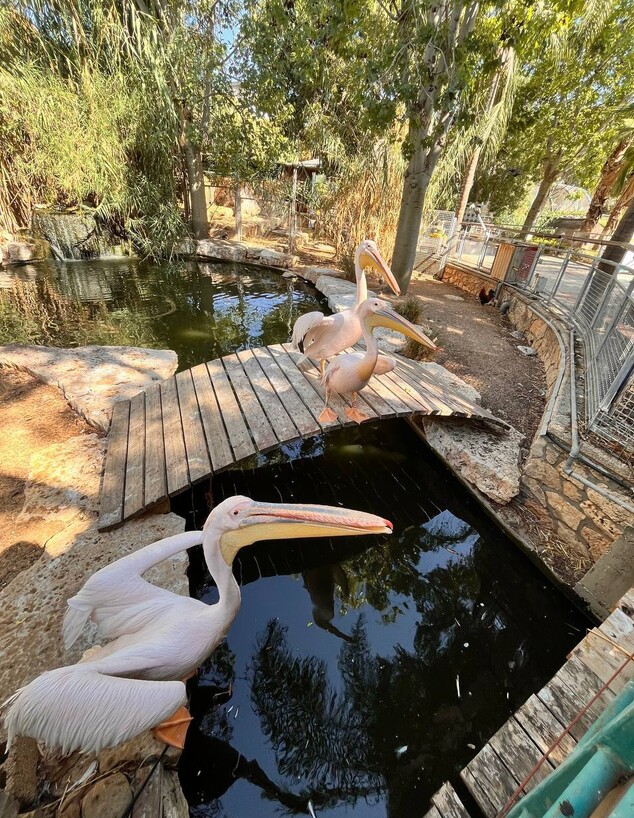 גן חי שקנאים פתח תקווה גן חי שקנאים פתח תקווה