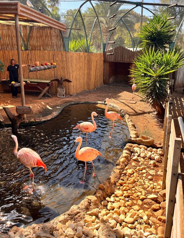 פלמינגו פתח תקווה פלמינגו פתח תקווה