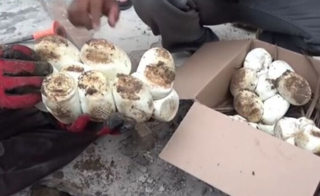 פיתון מרושת