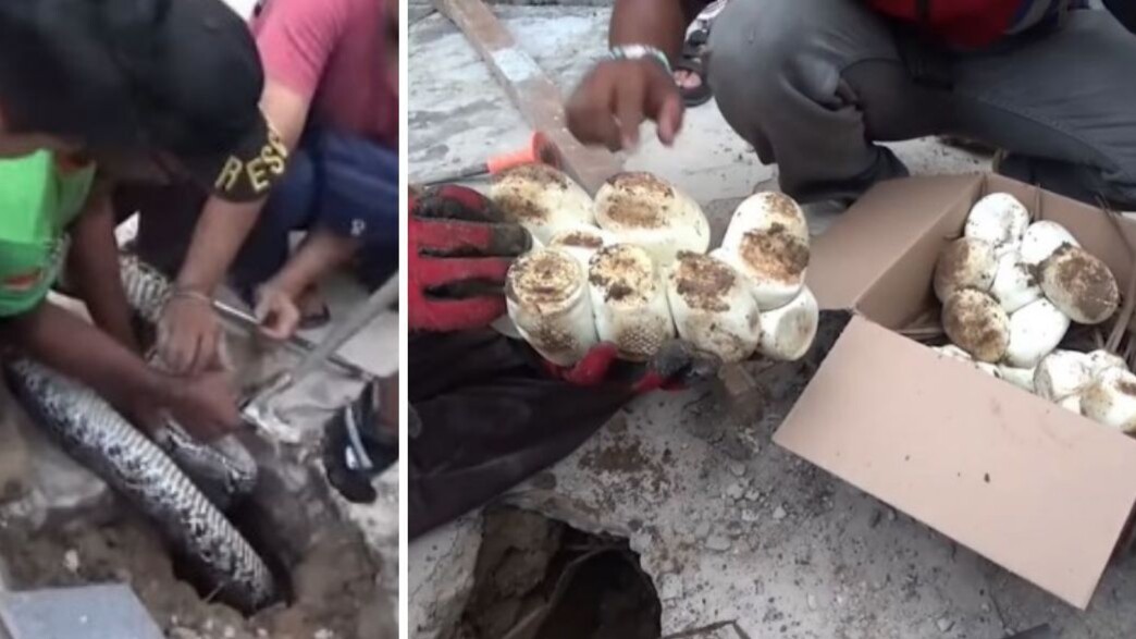 פיתון מרושת