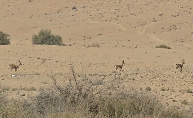 צבאים בשולי הכביש