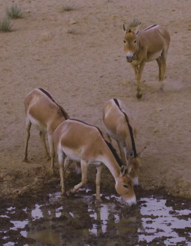 פראים בשולי הכביש