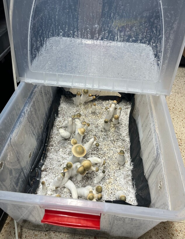 פטריות ההזיה שנמצאו בבית החשוד