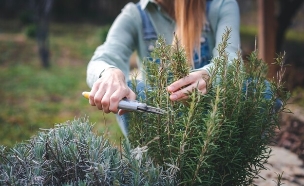 רוזמרין (צילום: shutterstock_Olezzo)
