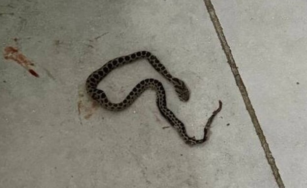 מכת נחשים בבניין בטבריה