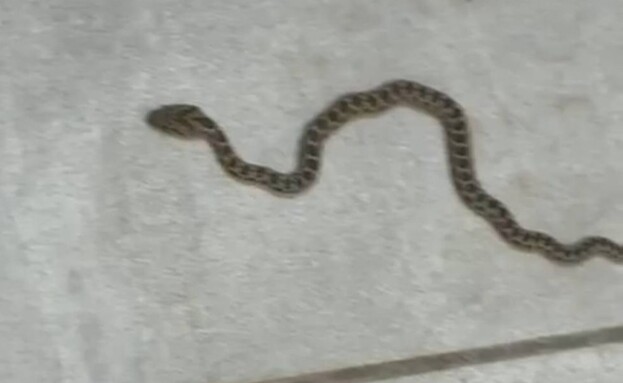 מכת נחשים בבניין בטבריה