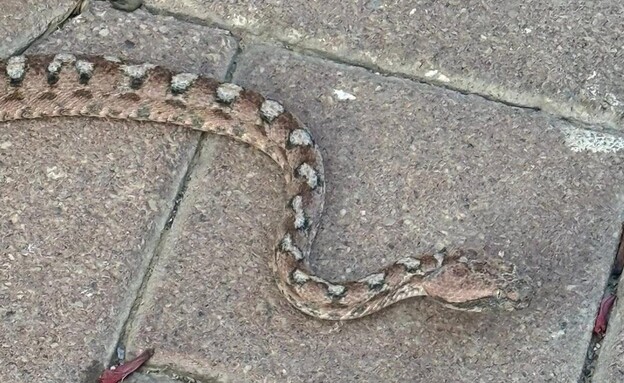 מכת נחשים בבניין בטבריה