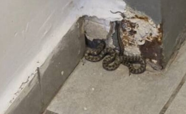 מכת נחשים בבניין בטבריה