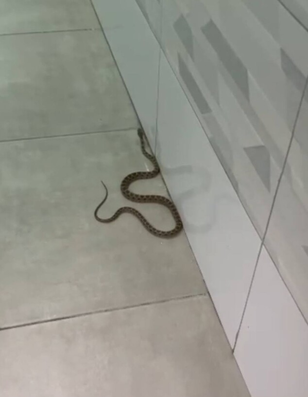 מכת נחשים בבניין בטבריה