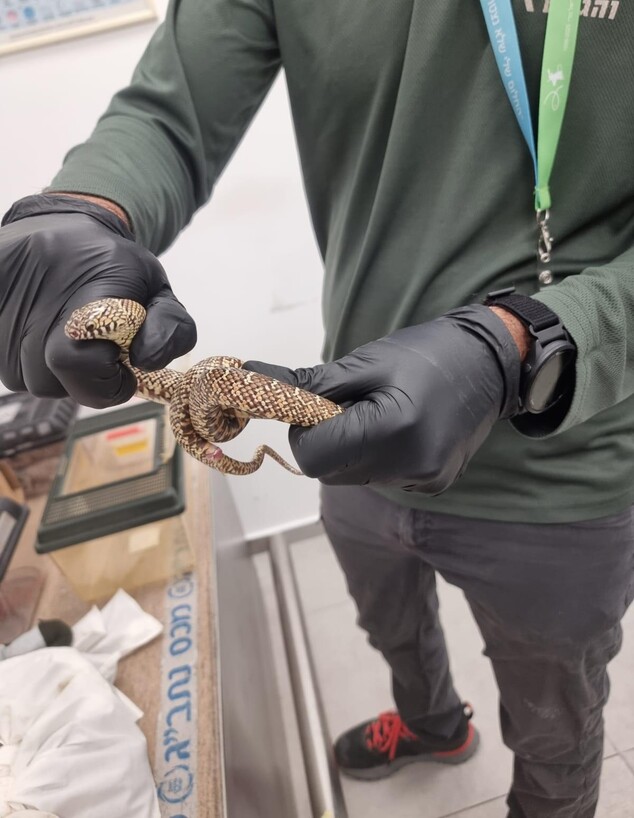 מבריח חיות נתפס בנתב"ג