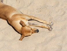 כלב בחוף, אילוסטרציה (צילום: 123rf) כלב בחוף, אילוסטרציה (צילום: 123rf)