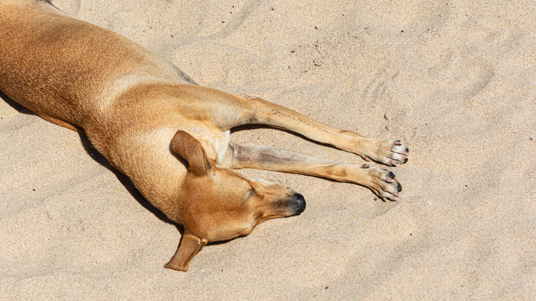 כלב בחוף, אילוסטרציה