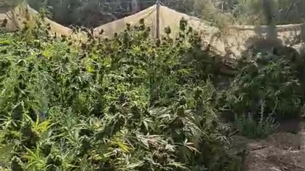 תלמידים מצאו מעבדת מריחואנה במהלך סיור לימודי באזו