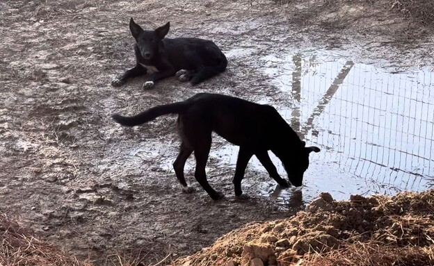 כלבים בעוטף (צילום: יגאל זורע)
