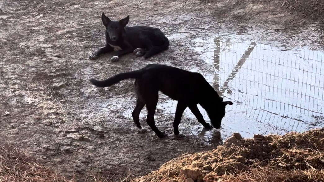 כלבים בעוטף