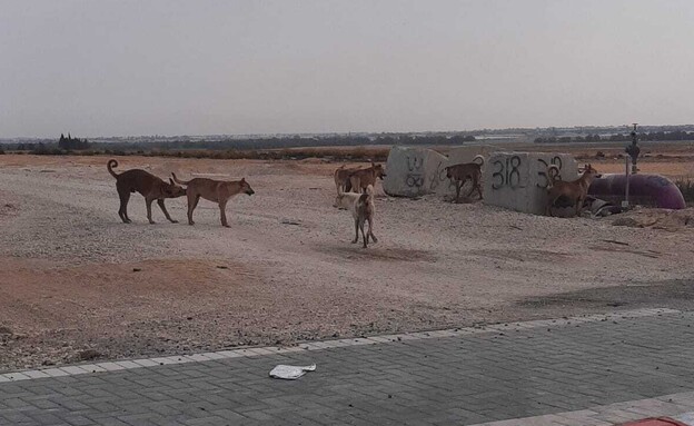 כלבים בעוטף