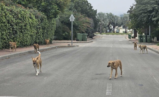 כלבים בעוטף