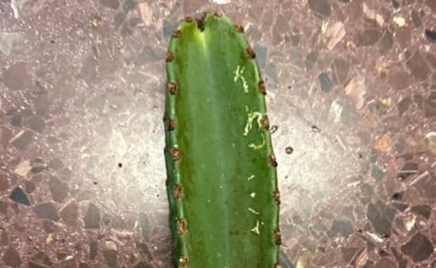 בן 70 כמעט התעוור מקקטוס