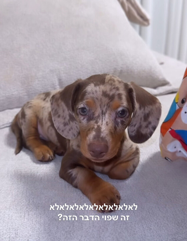 מאי ערב מציצים כלבלב ג 