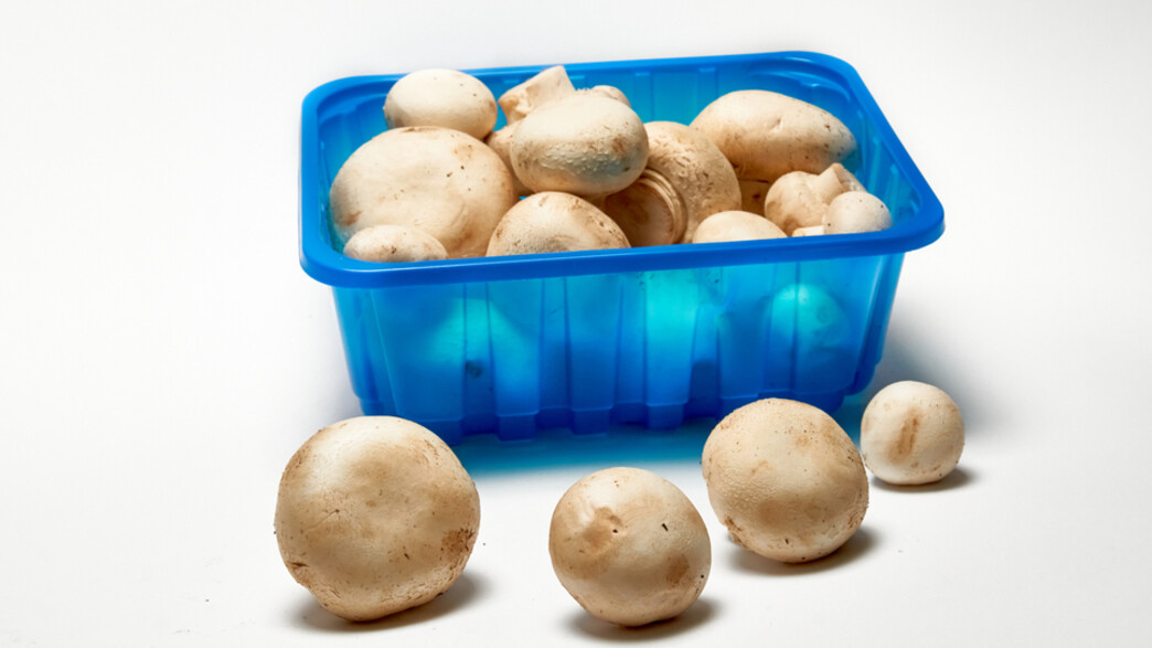 פטריות בקופסה