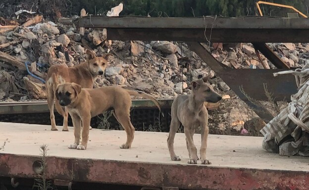 כלבים בעוטף
