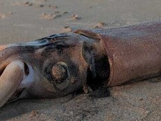 "לא האמנתי למה שהופיע מולי, הצצה לעולם נסתר"