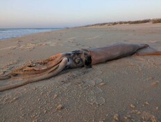 "לא האמנתי למה שהופיע מולי, הצצה לעולם נסתר"