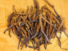 פטריות קורדיספס (צילום: Shutterstock) פטריות קורדיספס (צילום: Shutterstock)