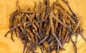 פטריות קורדיספס (צילום: Shutterstock)