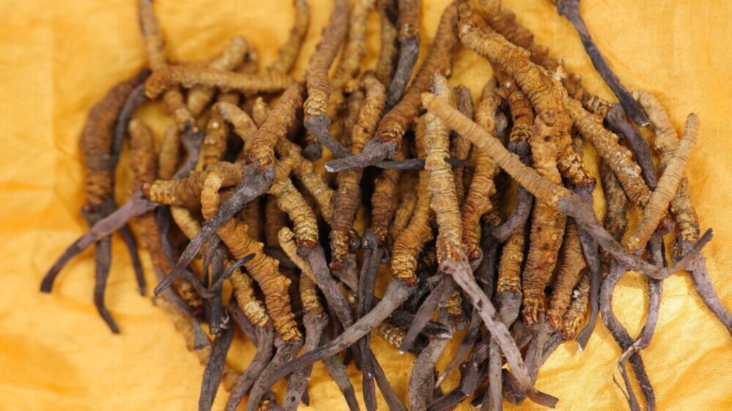 פטריות קורדיספס פטריות קורדיספס