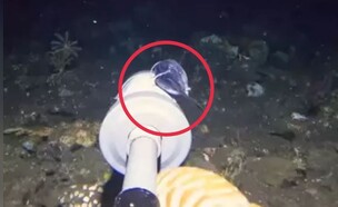 הדג הלא מזוהה (צילום: מתוך הסרטון )
