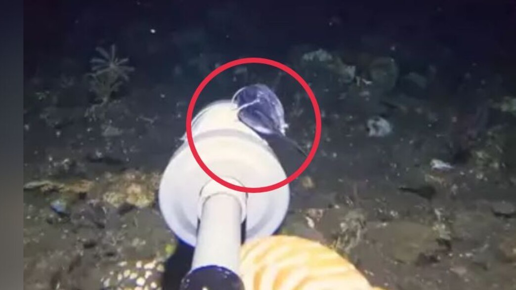 הדג הלא מזוהה הדג הלא מזוהה